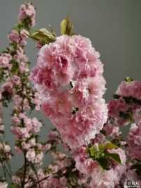 樱花雨如诗如画，将春天点缀得如诗如画。一